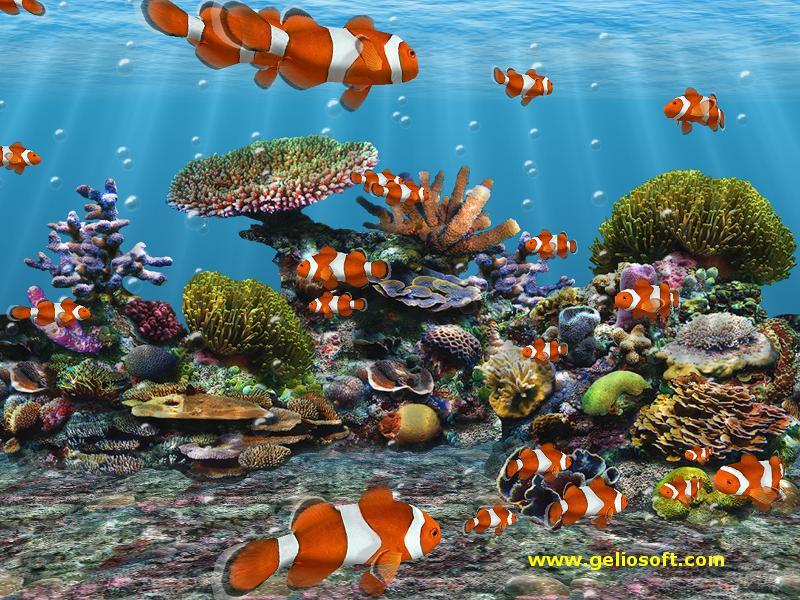 Download Clown Fish Wallpaper (800X600 size)
