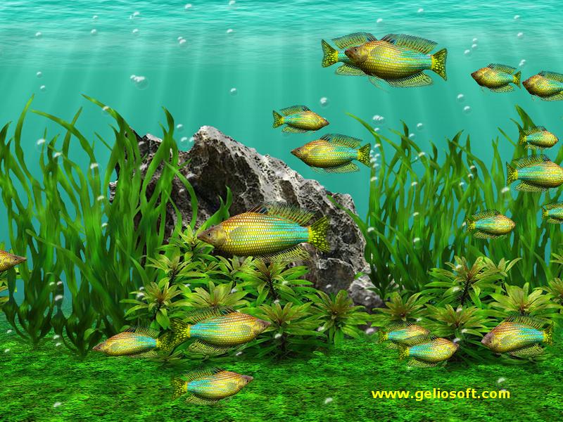 free fish aquarium screensaver for windows 10
