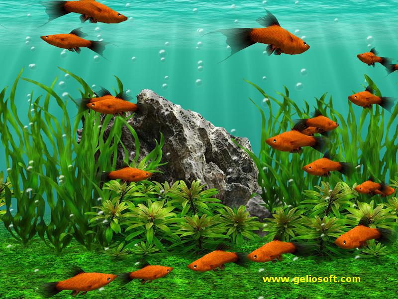 3d animated fish wallpaper